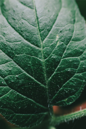 Close-up view on green leaf, macro photoの写真素材