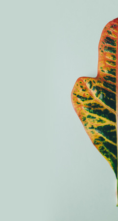 Red leaf on the green backgroundの写真素材
