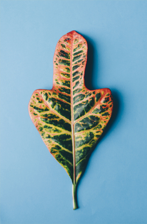 Green leaf on the blue backgroundの写真素材
