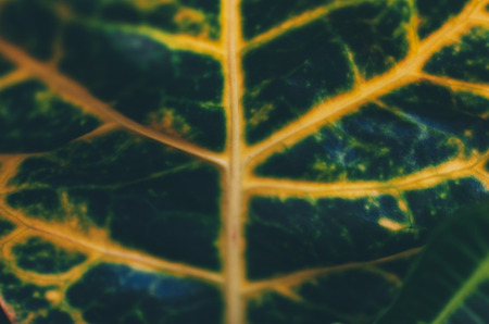 Close-up view on green leaf. Macro photoの写真素材