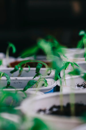 The spring planting. Early seedlings of vegetables, grown from seeds in boxes at home on the windowsill.の写真素材