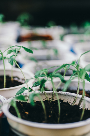 The spring planting. Early seedlings of vegetables, grown from seeds in boxes at home on the windowsill.の写真素材