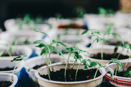 The spring planting. Early seedlings of vegetables, grown from seeds in boxes at home on the windowsill.の写真素材