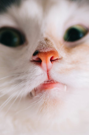 Close up portrait of the white catの写真素材