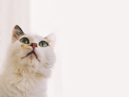 Close-up portrait of the white catの写真素材
