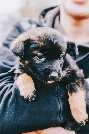 Little black dog in man handの写真素材