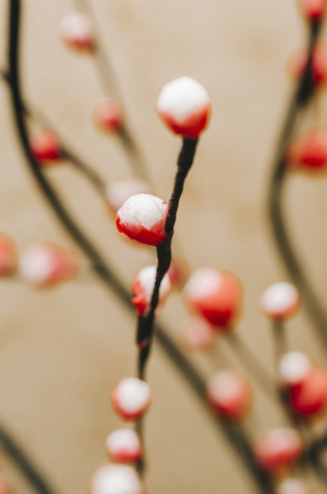 Dry flowers in interior on dark backgroundの写真素材