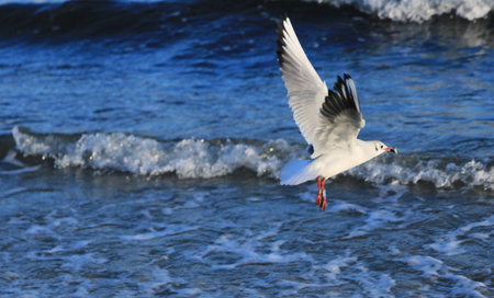 Seagull flying in the blue water of the Baltic Seaの写真素材