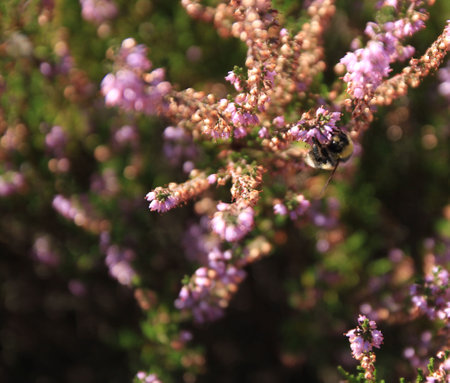 bee on heather flowers in the garden, closeup of photoの写真素材