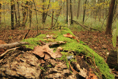 Autumn forest with moss and fallen leaves on a tree trunk.の写真素材