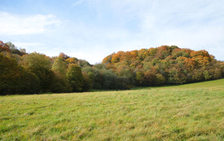 Autumn landscape with colorful trees and meadows in the countryside.の写真素材