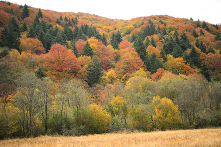 Autumn landscape with colorful forest and meadow in the mountains.