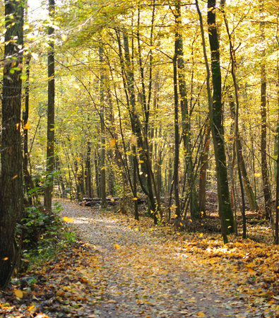 Path in the autumn forest. Landscape with autumnal trees.