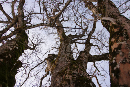 Old tree in the forest, close up view of the branches.
