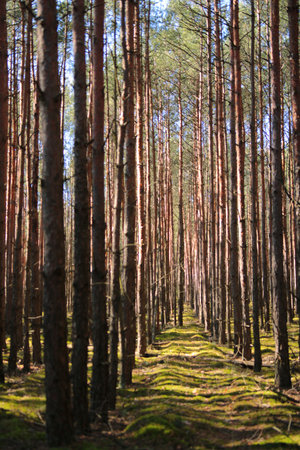 Pine forest in the morning light. Landscape with coniferous forest.の写真素材