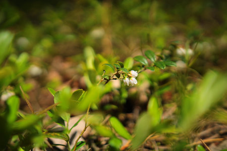 Closeup of small white flowers growing in the forest. Shallow depth of field.の写真素材