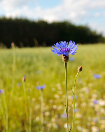 Beautiful cornflower on the meadow in summer. Nature backgroundのeditorial素材