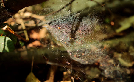 Spider web in the forest. Selective focus. Shallow depth of fieldのeditorial素材