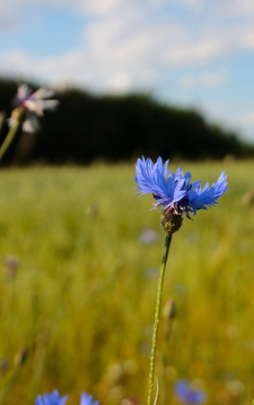 Blue cornflower on a meadow in summer, close-upのeditorial素材