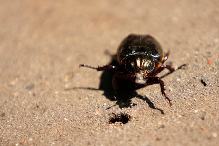beetle on the ground, close-up of a beetle