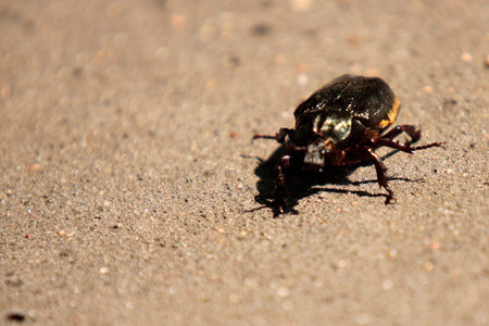 Beetle on the sand. Shallow depth of field.