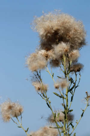 Dry thistle flowers on a background of blue sky close-upのeditorial素材