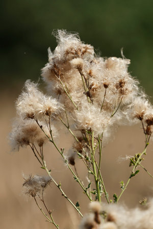 Dry thistle on a meadow in the summer time.のeditorial素材
