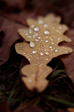 Oak leaf with dew drops on the ground in the autumn forestの写真素材