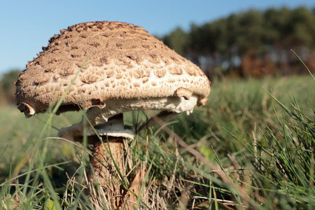 Macrolepiota procera mushroom on a meadow in autumn