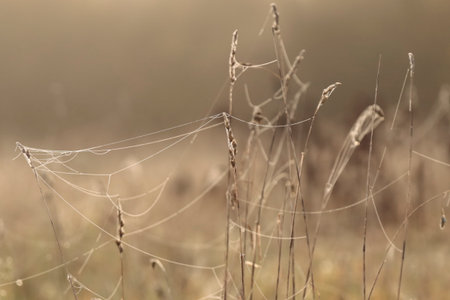 spider web with dew drops in the meadow at sunriseの写真素材