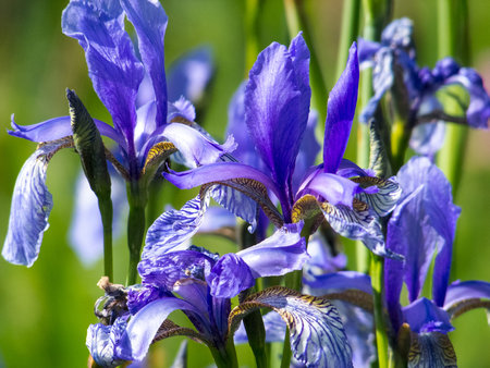 Blue irises on a meadow, close up, detail depth of field