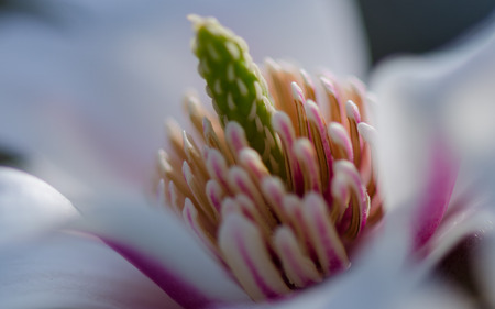 Flower detail of orchid blossom with white purple and green colorの写真素材