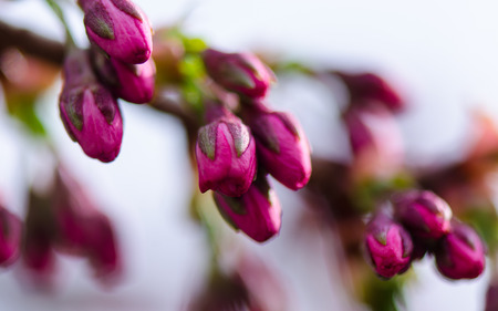 Tree branch with many pink (purple, violet) buds in wind. Buds preparing for opening.の写真素材