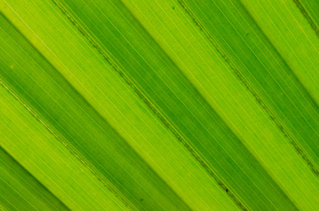 Detail of green leaf with diagonal beading up and down with light building green shadows.の写真素材