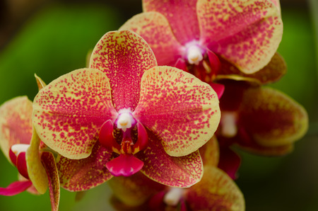 Red and yellow orchid blossom close up with blured green. Detail of one blossom in focus.の写真素材