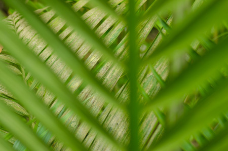 Look through the blurred green leaves in diagonal position on green leaves in oposit diagional positionの写真素材
