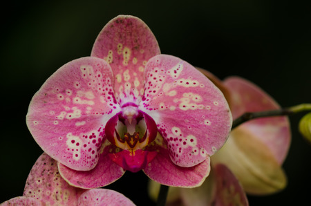 Detail pink orchid blossom with yellow and white spots on blured  mainly black. Light yellow leaf border.の写真素材