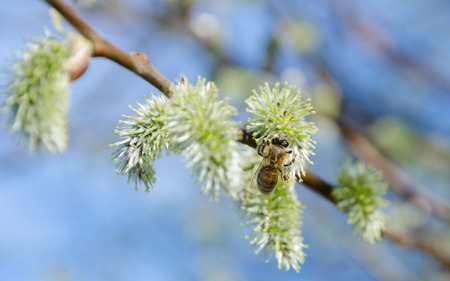 Bee on the blossom of willow. Blossoming willow twig with blue sky . Bee close up, short depth of field.の写真素材