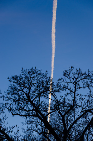 Silhouette of a tree against a blue sky with a hint of aircraft fuel. Leafy tree in spring with old leafs.の写真素材