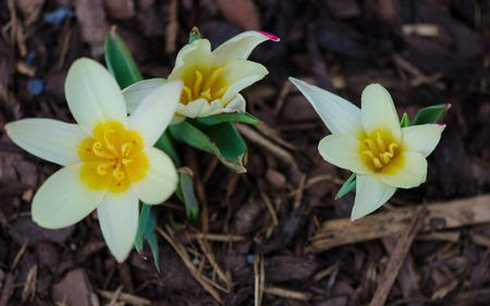 Group of white blossom with yellow center in natural environment with brown ground with woods.の写真素材