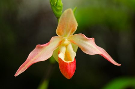 Red and yellow single blossom on blured black and green with budの写真素材