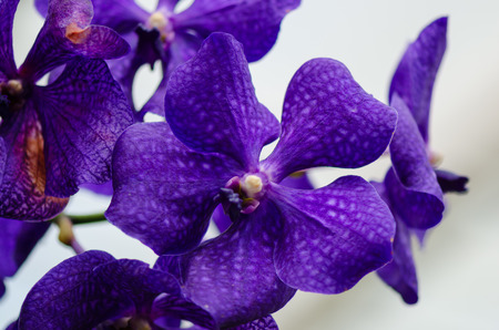 Dark purple orchid blossom close up with blured light blue sky. Light spots on the flower.の写真素材