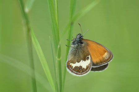 Butterfly (Coenonympha arcania) sitting on a leaf of grass, with a blurred green background.