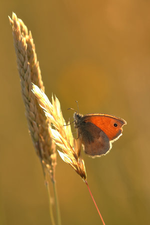 Butterfly (Coenonympha pamphilus) sitting on the grass. The butterfly is in backlight, with a...