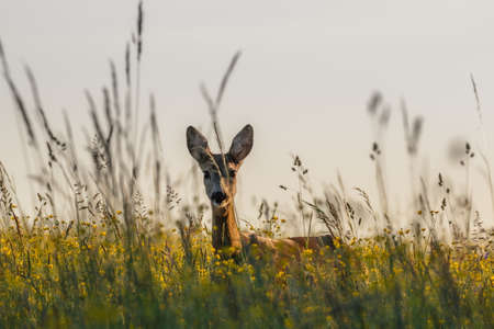 Doe standing in tall grass.の写真素材