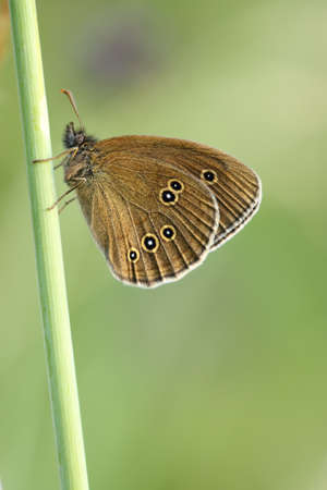 Aphantopus hyperantus butterfly sitting on a blade of grass.の写真素材