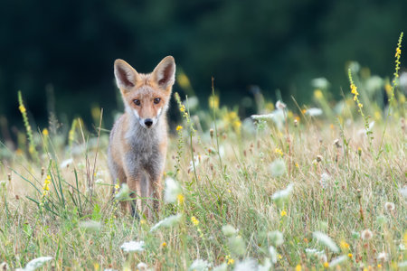 Young fox on a meadow with flowers.の写真素材
