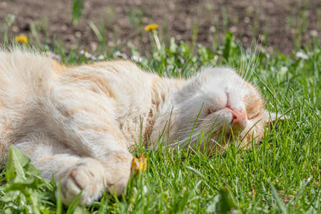 Sleeping orange cat in the garden in the grass.の写真素材