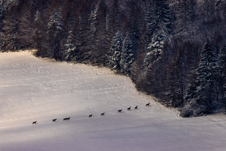 A doe crossing a snowy meadow into the forest.の写真素材