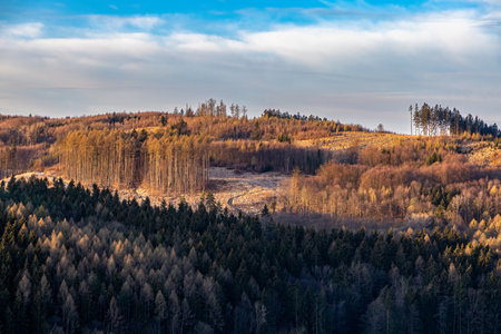 A forest used for logging, with roads and a logging site.の写真素材